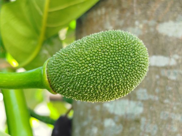 Young jackfruit hanging on tree with bright green color symbolizing freshness and tropical growth