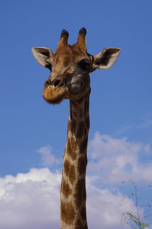 Giraffe under blue sky
