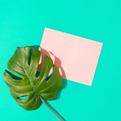 Tropical monstera leaf with pink paper card note on vivid blue background