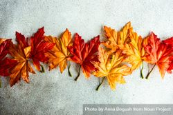 Line of colorful autumn leaves on grey background 5Rnrr5