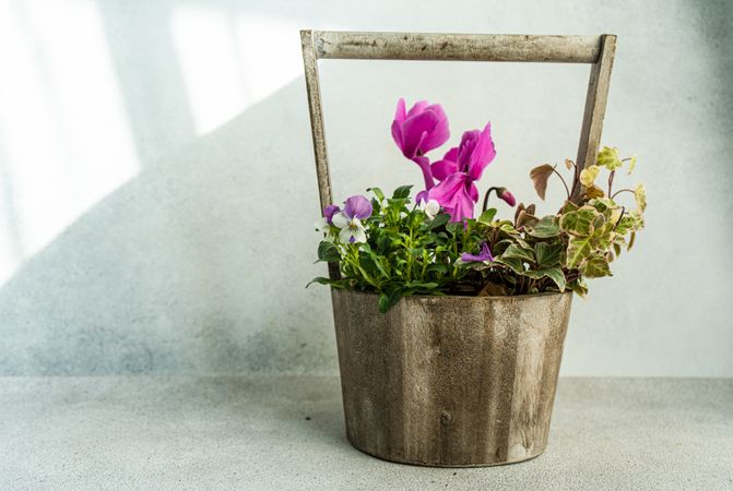 Spring floral composition with bright cyclamen