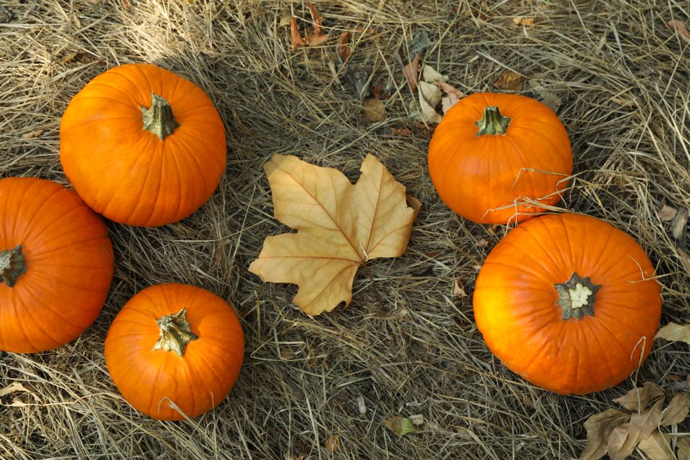 Autumn concept with pumpkins and leaf outdoor