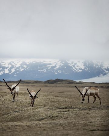 Reindeer grazing in field near snow capped mountain in background