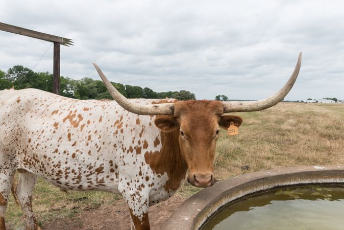 A longhorn steer takes a break from grazing at the George Ranch Historical Park, Texas