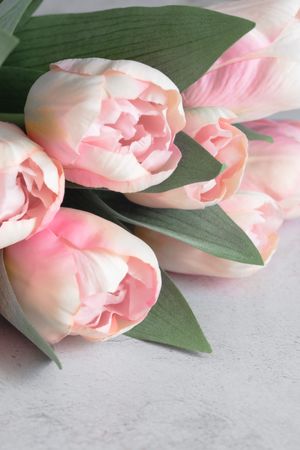 Tulips Spring Flowers Closeup