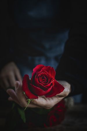 Unrecognizable woman making a bouquet of red roses
