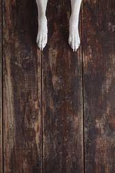 Two dogs paws on wooden floor