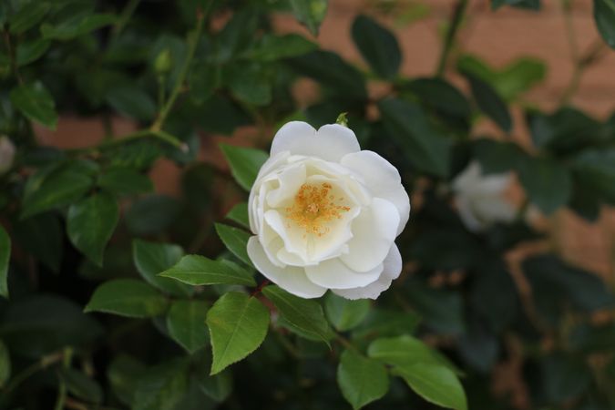 Beautiful rose blooming among green leaves in a garden during spring season