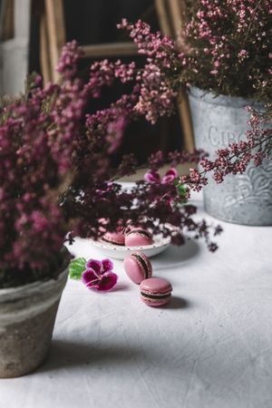 macaroons served on a plate