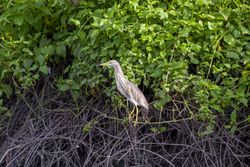 Brown Egret