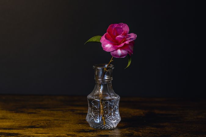 Single camellia flower in glass vase on wooden table