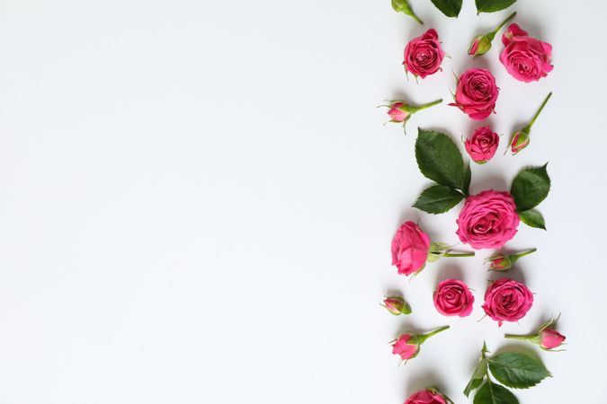 Flat lay composition with roses and petals on light background, space for text