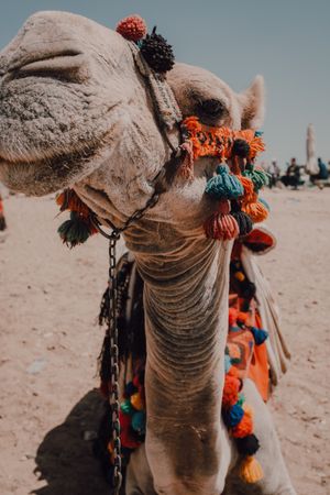 Funny camel in desert