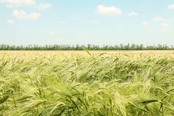 Green barley field against sky, space for text. Agriculture