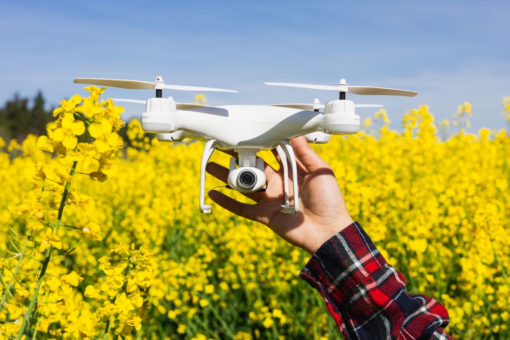 Technician holding an agriculture drone to control rapeseed crop