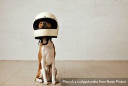 Dog in oversized helmet 0ymMq0