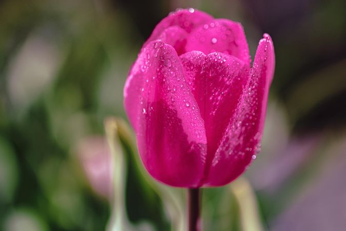 Side view of bright pink tulip with droplets