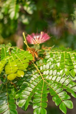 Albizia julibrissin flower, also known as Persian silk tree