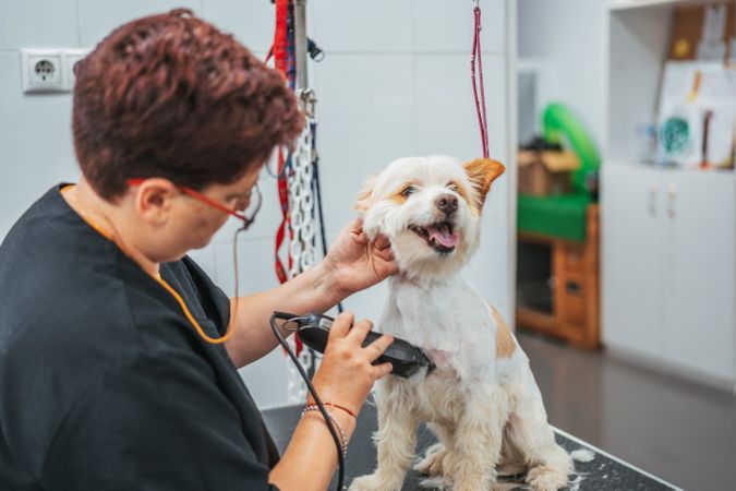 groomer shaving happy dog