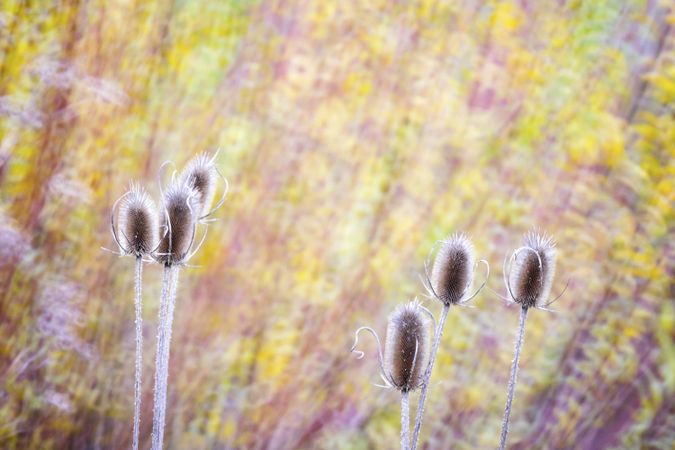 Typha plant in purple light