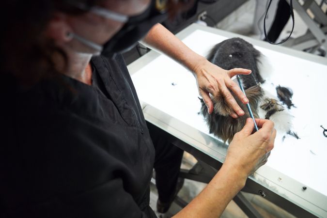 Anonymous groomer cutting hair of Yorkshire Terrier on table