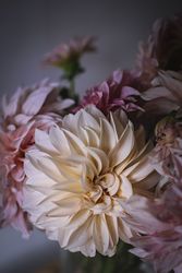 Bouquet of fresh pink flowers