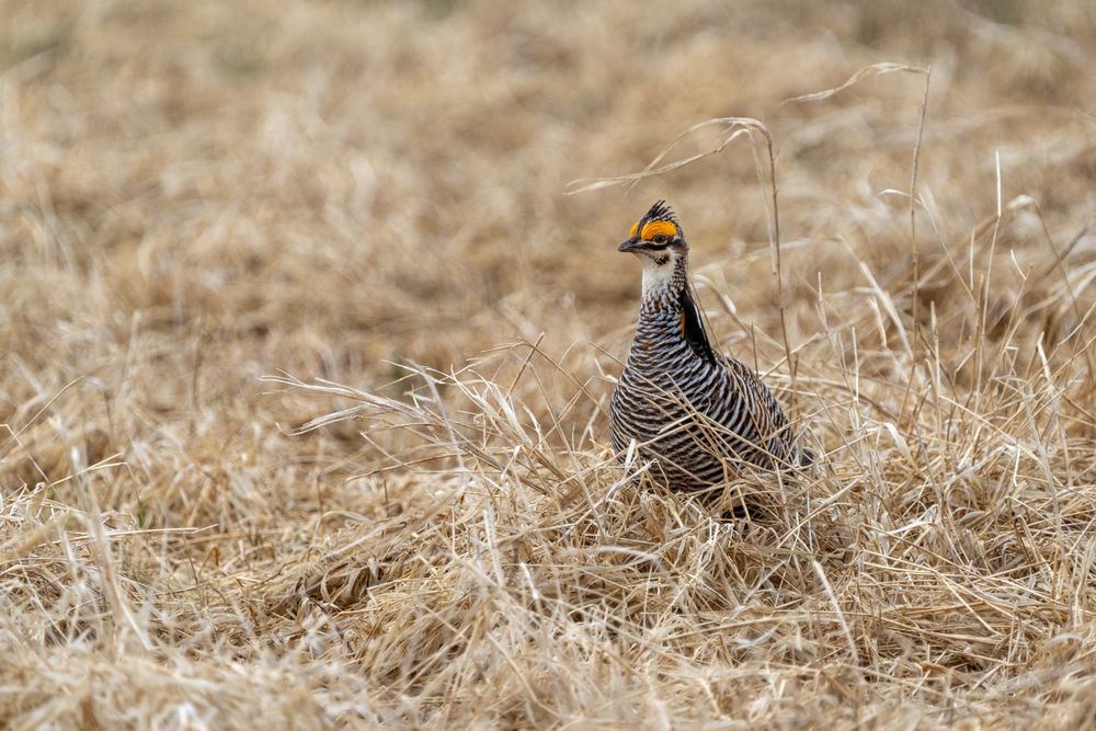 Prairie Chicken with orange head at Hamden Slough National Wildlife Refuge in Hamden Township, Minnesota