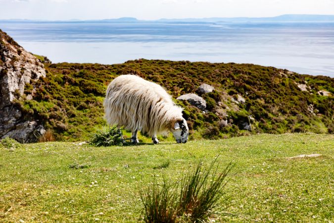 Mature sheep grazing in field with ocean in background