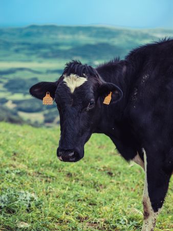 Cow pasturing on green meadow in Menorca