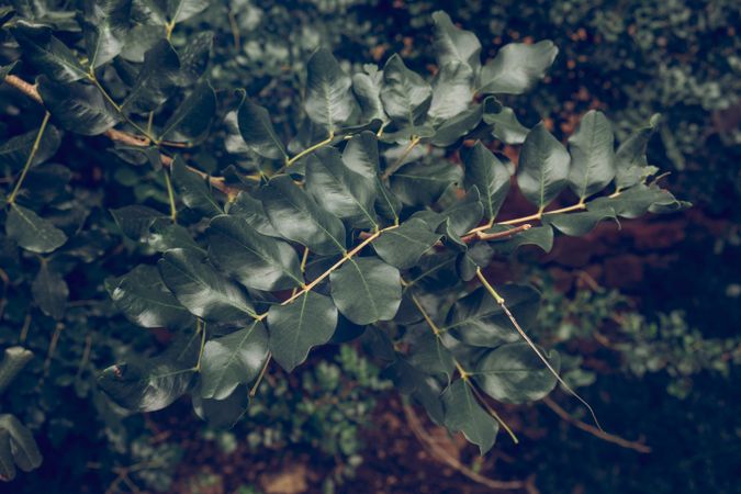Green leaves of tree in park