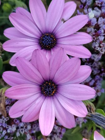 Purple African daisy flowers