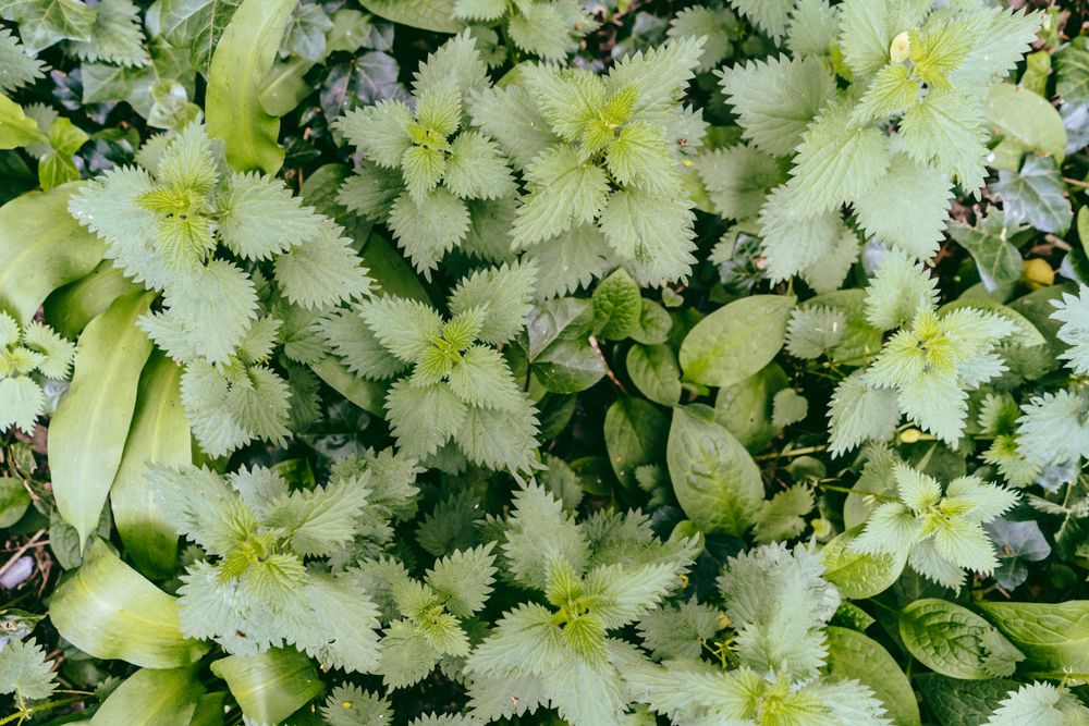 Lush green weed in woods