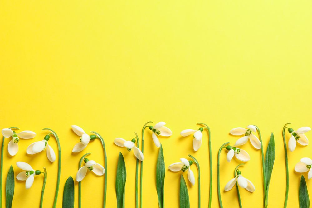 Beautiful spring snowdrop flowers on color background, space for text