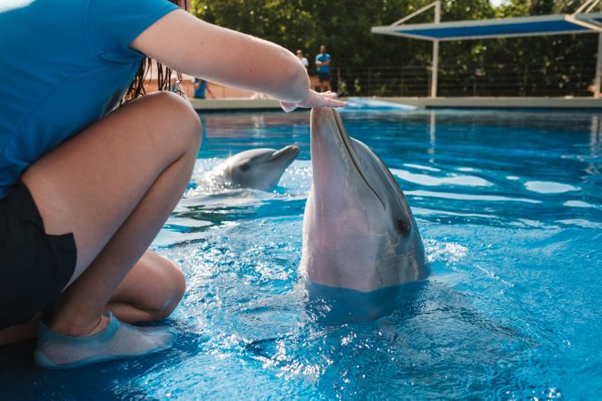 Crop woman touching dolphin in swimming pool