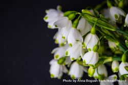 Easter holiday card concept with snowdrop flowers on dark background with copy space 41l22l