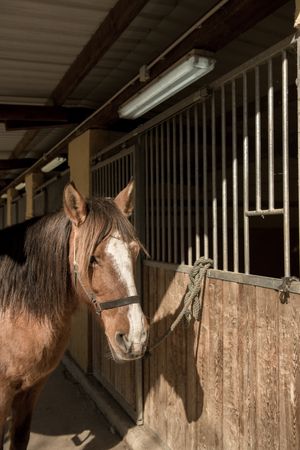 Saddled horse near stable