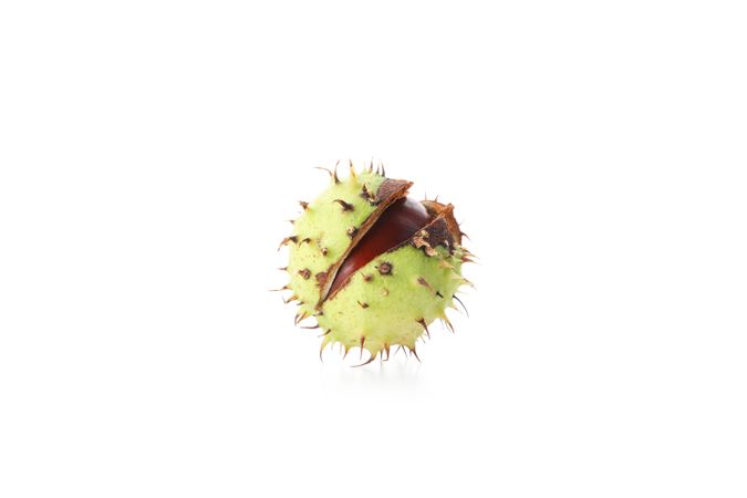 Fresh and ripe chestnut, isolated on plain background