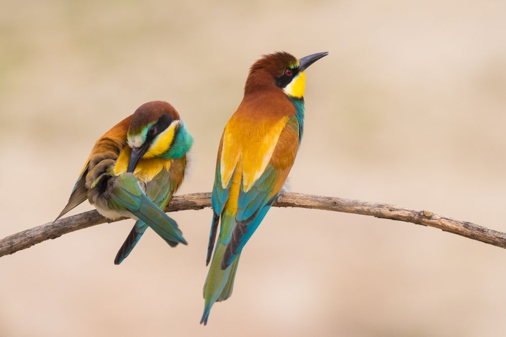 Birds standing on tree branch