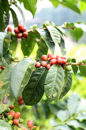 Coffee Plant Java Arabica, West Java, Indonesia.