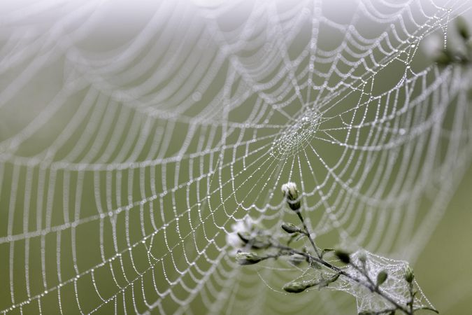 Spider web and morning dew in McGregor, Minnesota
