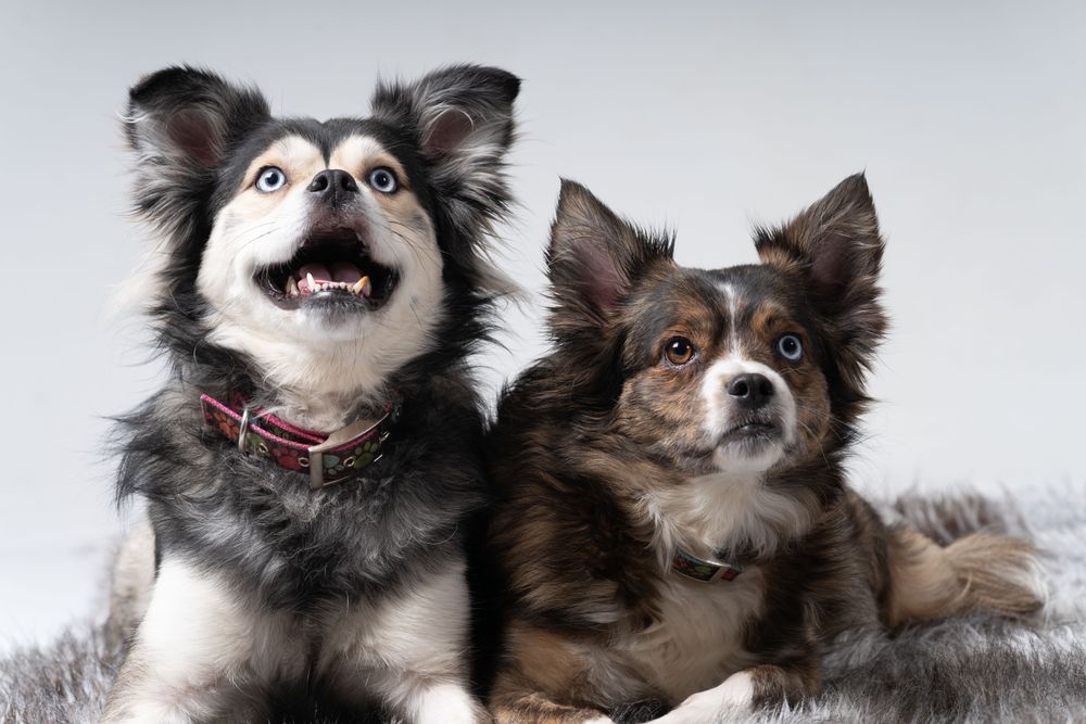 Portrait of two Australian shepherds on rug