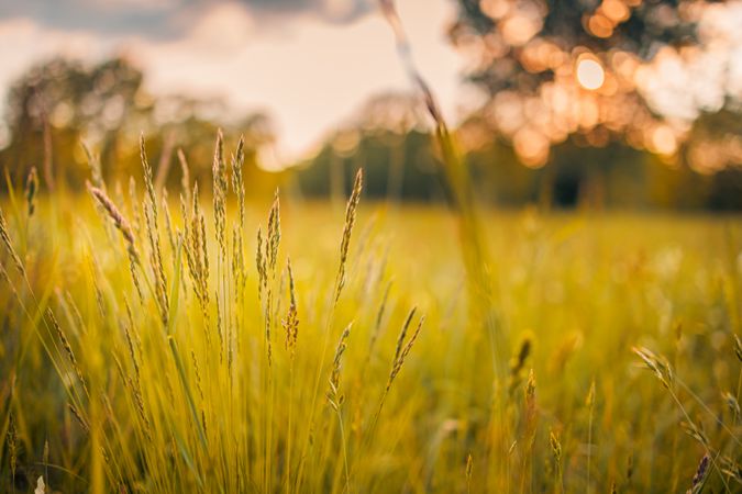 Long grass in a field with background blurred