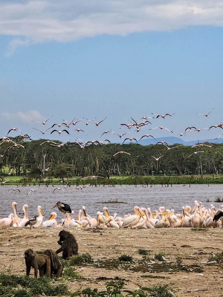 Baboons observing pelicans and flamingos flying over lake nakuru in kenya