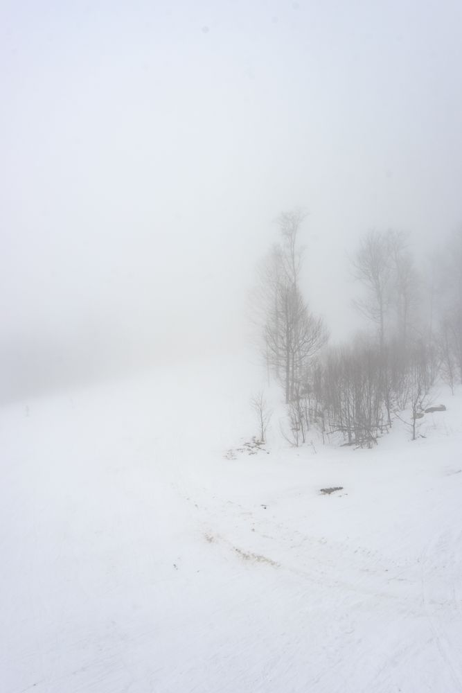 Trees on snowy day in Caucasus mountains