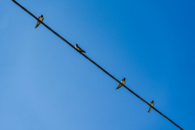 Blue sky background with birds