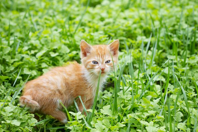 Orange tabby cat on green grass
