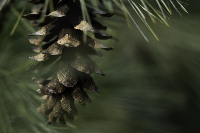 Pine cone against green backdrop