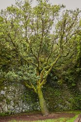 Lush green vegetation of tropical woods