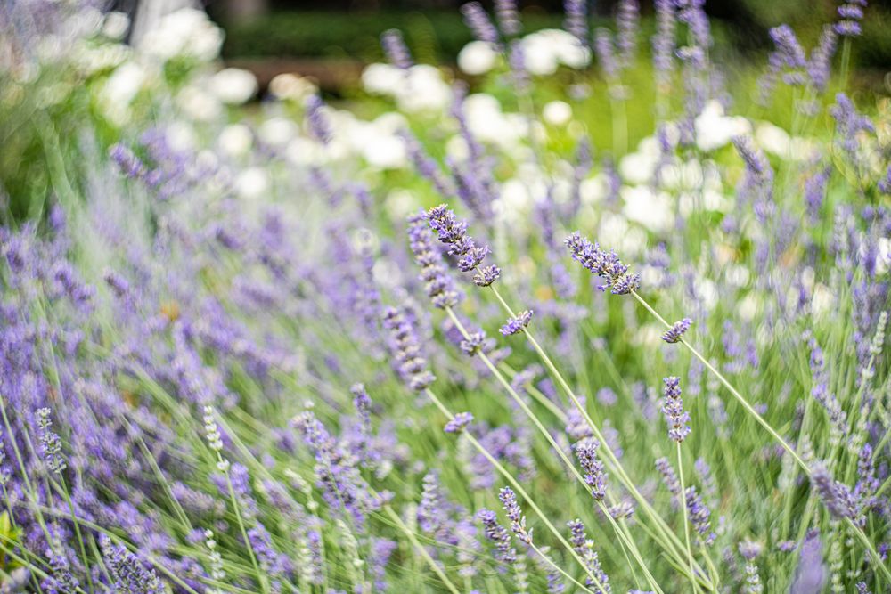 Flowering lavender plant in the summer time