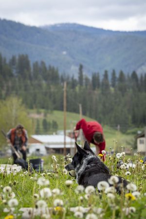 People working in field with dog sitting in foreground with tennis ball, vertical